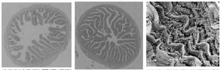 Improving growth performance and health status of aquaculture stocks in Europe through the use of Bio-Mos - Image 5