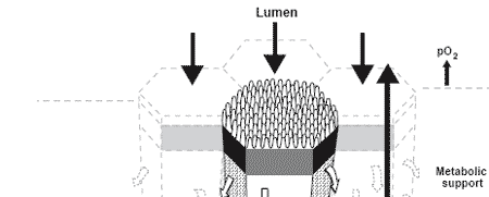 Nutrient recovery by the small and large intestine of fowl - Image 2