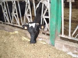 Optimizing physiological potential in early lactation - Image 3
