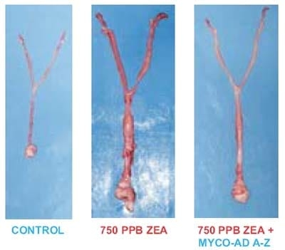 Evaluation of the Efficacy of a Commercial Purify Philosilicate to Reduce the Toxicity of Zearalenone in Gilts - Image 3