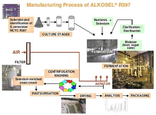 Selenium yeast production: a fully controlled fermentation process - Image 2