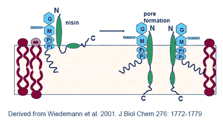 Use of Nisaplin® as a preservative in pasteurised liquid egg products - Image 6