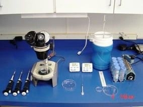 Vitrification of Equine Embryos: Effect of polyvinyl alcohol (PVA) in vitrification of equine embryos - Image 1