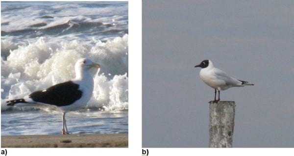 A preliminary survey for Avian Influenza and Paramixoviruses from sea gulls in the coast of Pinamar, Argentina - Image 1