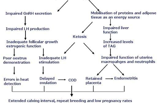 Negative Energy Balance. Consequences on Animal Production and Reproduction - Image 4