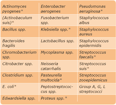 Urinary Tract Infection (UTI) in Sows - A review - Image 1