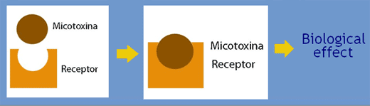 Interpretation of the results of mycotoxin's analysis in feed - Image 8