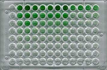 Interpretation of the results of mycotoxin's analysis in feed - Image 14