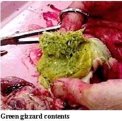 A Picture Guide of Chicken Feed Withdrawal - Image 10