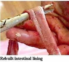A Picture Guide of Chicken Feed Withdrawal - Image 15