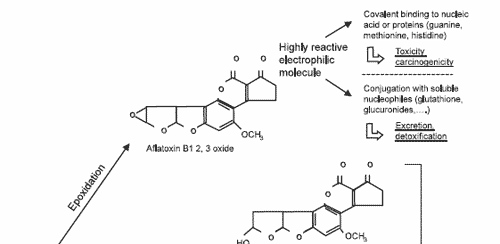 The impact of mycotoxins on performance and health of dairy cattle - Image 6