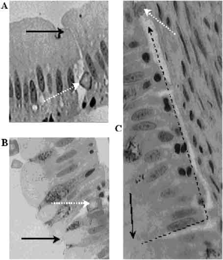 Overcoming barriers to the oral delivery of peptide and protein therapeutics to aquacultured organisms - Image 4