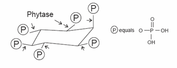 Efficacy, use and application of microbial phytase in pig production: a review - Image 2