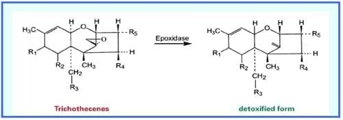 Mycotoxins, an overlooked threat in shrimp farming! - Image 3