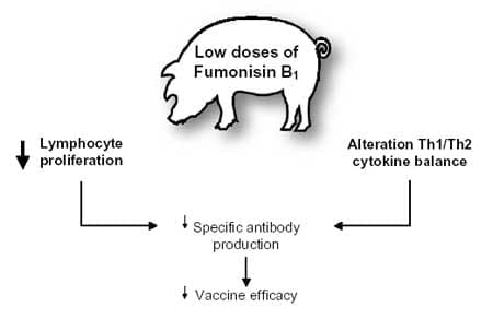 Mycotoxin effects on the pig immune system - Image 3