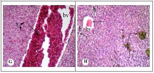 Protective effect of antioxidant medicinal herbs, Rosemary and Parsley, on subacute aflatoxicosis in Oreochromis niloticus - Image 5