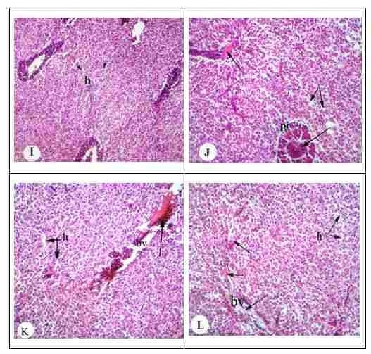 Protective effect of antioxidant medicinal herbs, Rosemary and Parsley, on subacute aflatoxicosis in Oreochromis niloticus - Image 6