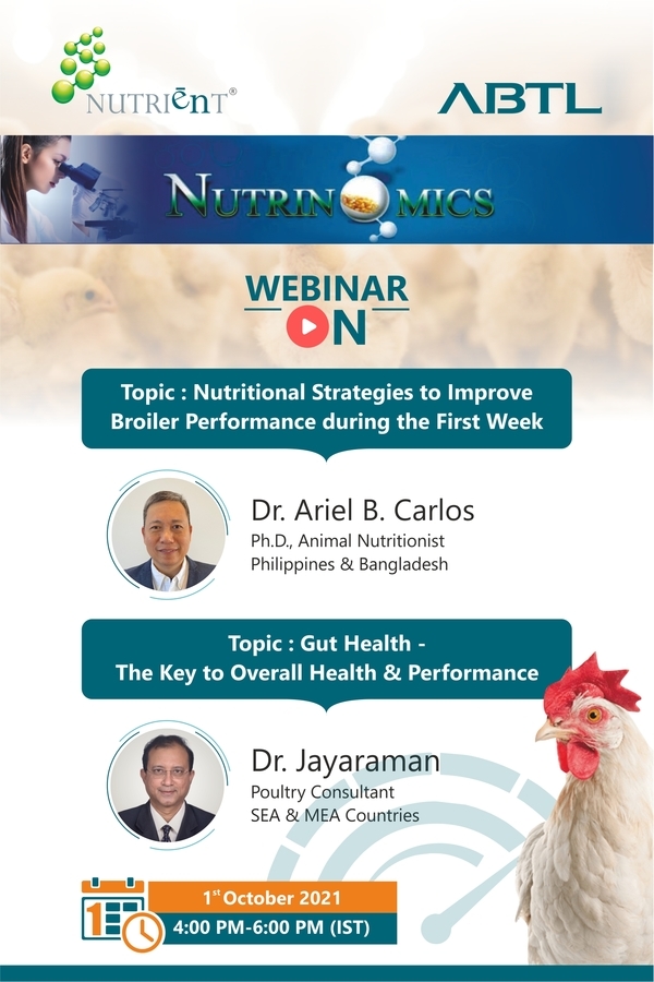 Strategies to improve Broiler Performance - Image 1