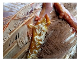 Vetworks Parasitology Training Seminar - Image 2