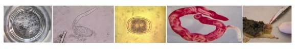 Vetworks Parasitology Training Seminar - Image 1