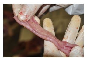 Vetworks Parasitology Training Seminar - Image 4