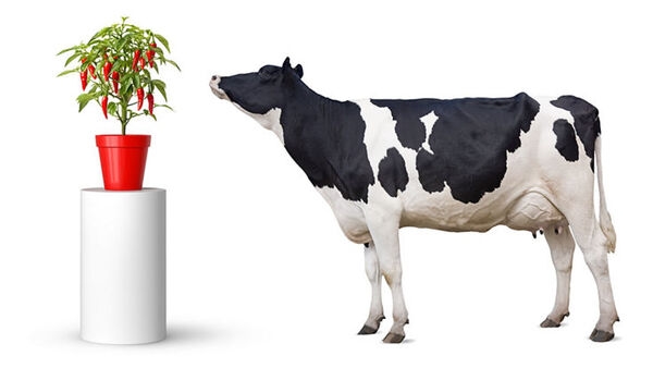 Evonik adds plant-based product BoruCare® Capsin to its portfolio for ruminants - Image 1