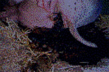 Porcine Intestinal Adenomatosus (Pig Ileitis) - Image 6
