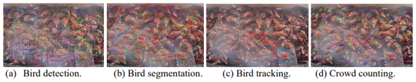 Figure 2 - Visualizations of bird detection, segmentation, tracking, and crowd counting. In (a), (b) and (d), we used bounding boxes, contours and dots marked with different colours to represent individual birds in the observation area. In (c) the red line represents a trajectory of a moving bird within 10 video frames.