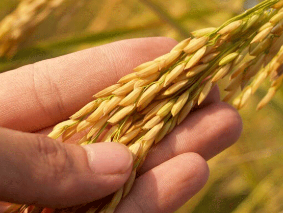 STABILIZING AND EXTRACTING RICE BRAN OIL BY MECHANICAL PRESSING