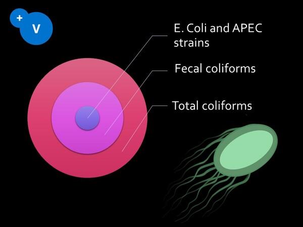 Contaminated drinking water as a risk factor for colibacilosis - Image 2