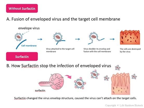 An antibiotic free solution to resolve Porcine Epidemic Diarrhea, PED - Image 1