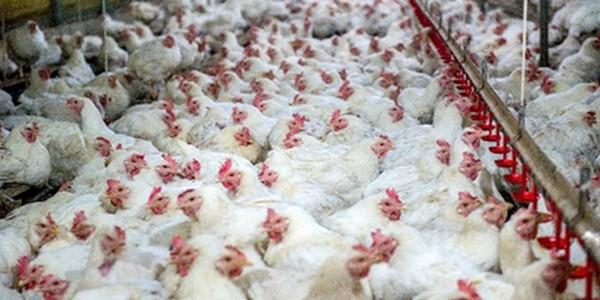 Nutritional tool to safeguard egg quality - Image 1