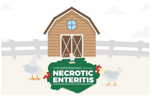 Coccidiosis and necrotic enteritis: Prevention is the best option - Image 1