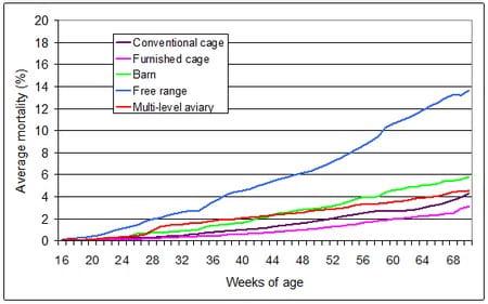 Poultry welfare in different production systems - Image 5