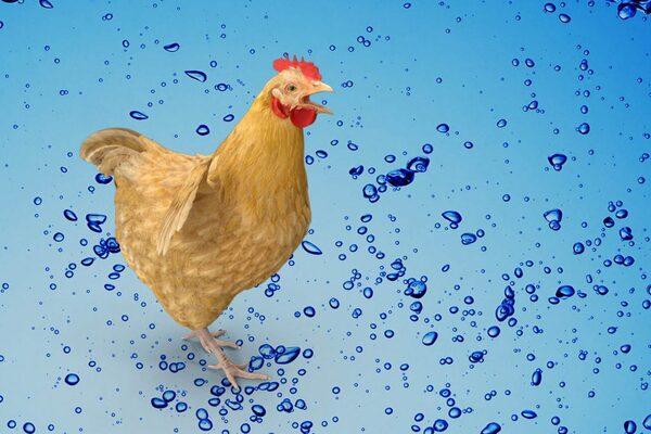 Electrolyte therapy, essential during heat stress - Image 1