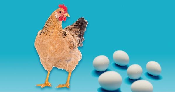 Progres® for laying hens: less dirty eggs and better eggshell quality - Image 1