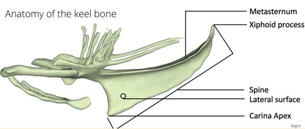 Keel Bone Fractures in Laying Hens - Image 4