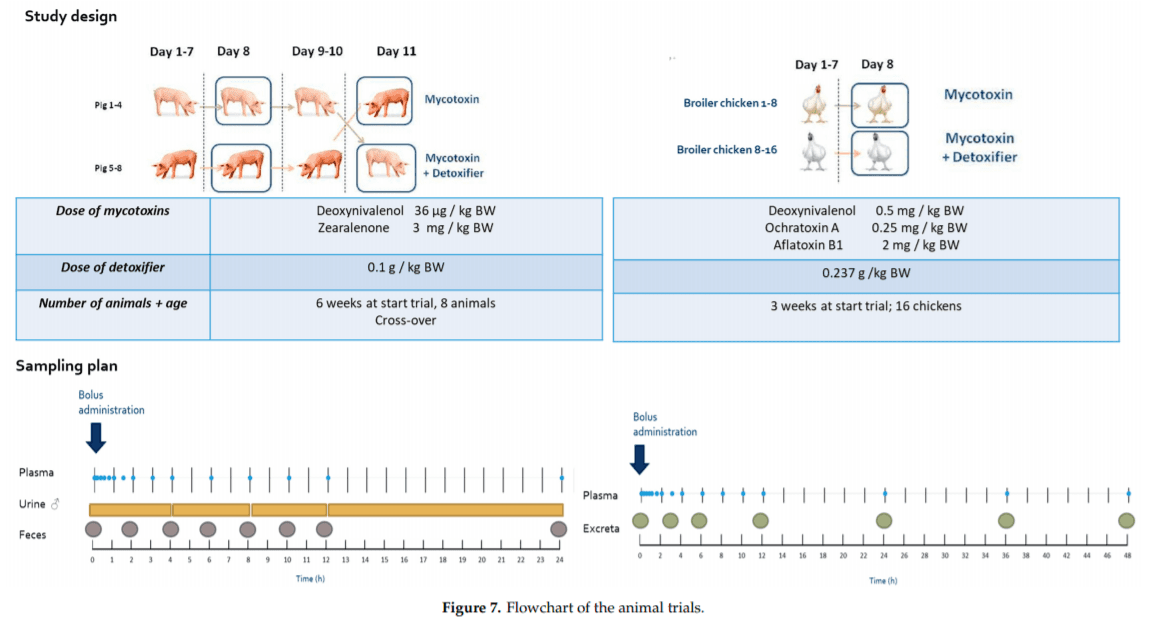 Biomarkers for Exposure as a Tool for Efficacy Testing of a Mycotoxin Detoxifier in Broiler Chickens and Pigs - Image 11