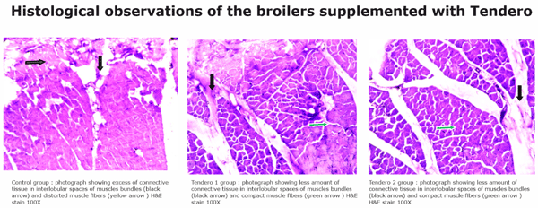 Woody breast myopathy and white striping – undesirable textural changes in chicken in the modern poultry industry - Image 2