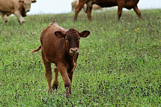 HIGH-SHEAR DRY EXTRUDED PRODUCTS FOR HIGHLY DIGESTIBLE RUMEN MICROBIAL PROTEIN IN DAIRY PART II: HIGH SHEAR DRY EXTRUDED CORN