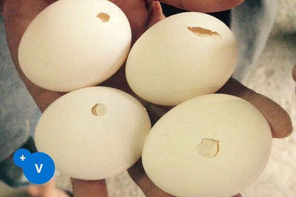 Principal causes of cracked eggs - Image 2