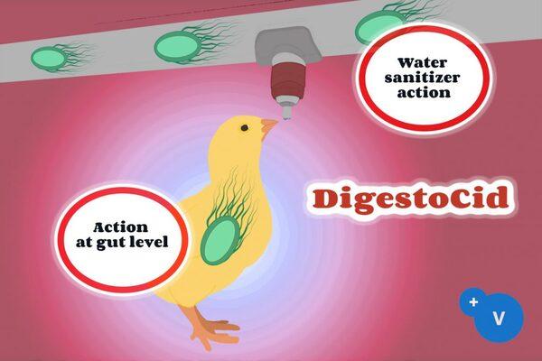 Contaminated drinking water as a risk factor for colibacilosis - Image 6