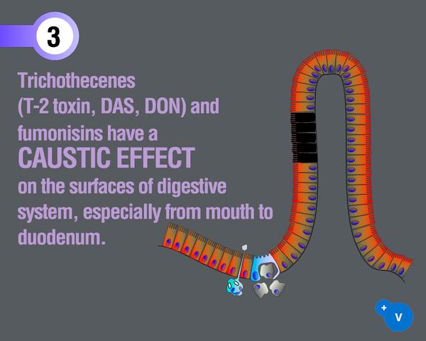 Why mycotoxins make you lose the money invested in feed? - Image 7