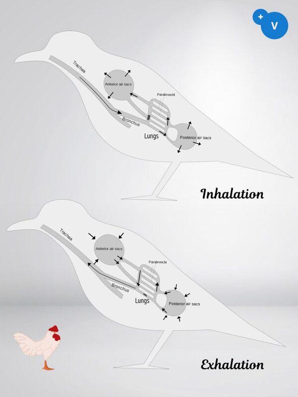 How to use essential oils to mitigate the risks of respiratory colibacilosis - Image 2