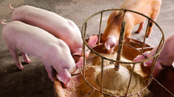 Transitioning to Zero ZnO: What can farmers expect?