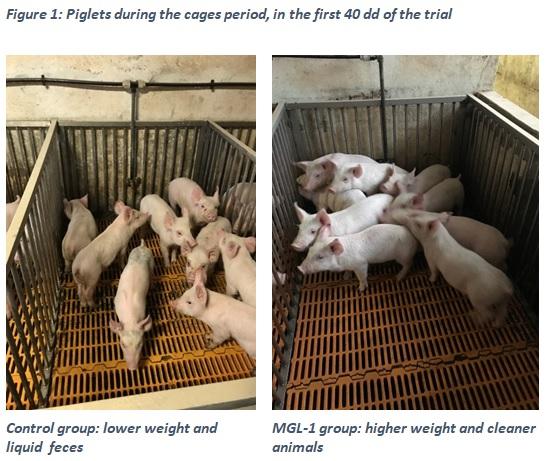 1-Monoglycerides of short and medium chain fatty acids reduced pathogenic intestinal bacteria, post-weaning diarrhoea, mortality and myostatin level in piglets - Image 1