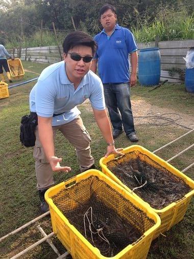 Promising results from field work in Se Asia on preventing White Feces Syndrome in white shrimp using a functional feed additive - Image 2