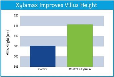 The Effects of Xylanase on Poultry Gut Health - Image 3