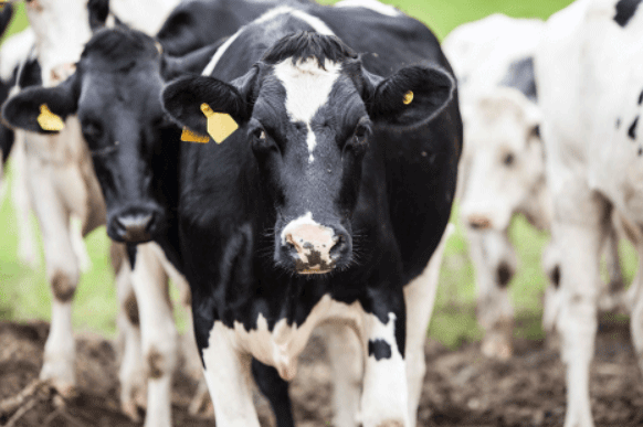 COMBATING GLOBAL FEED INGREDIENT SUPPLY CHAIN ISSUES