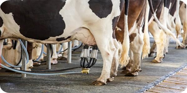 Boosting milk components and synthesized fatty acids in lactating dairy cows - Image 1